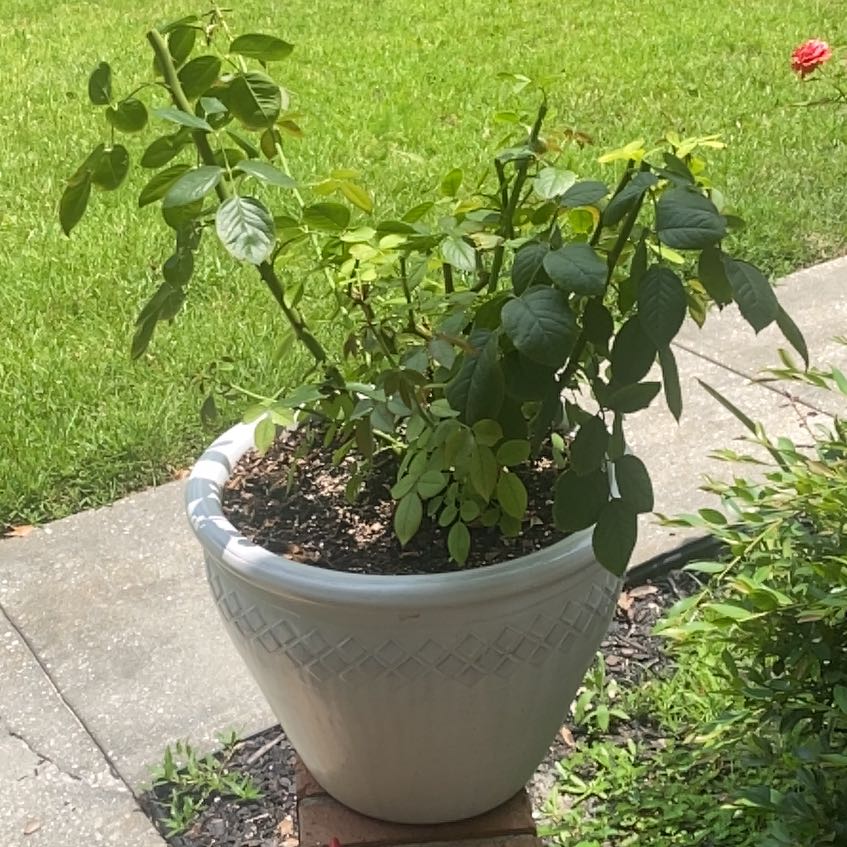 Photo of the plant species Rose by @RuggedSeraphina named Tolkien on Greg, the plant care app