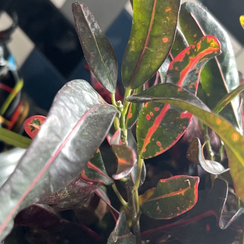 Photo of the plant species Codiaeum by @TikiTropic named Stella on Greg, the plant care app