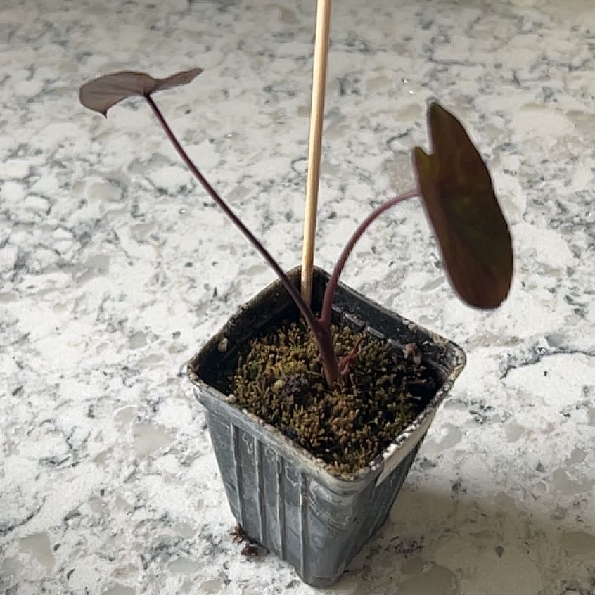 Photo of the plant species Black Coral Elephant Ear by @TikiTropic named Coral on Greg, the plant care app