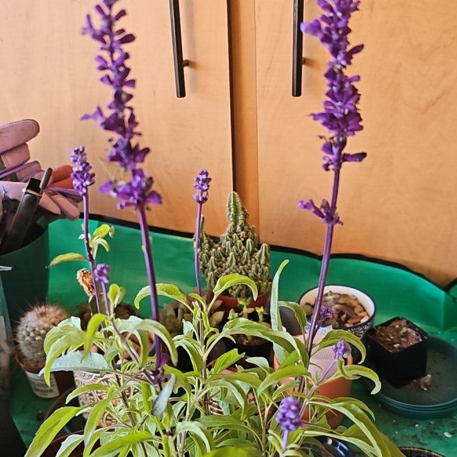 Photo of the plant species Mystic Spires Blue Salvia by @EmpoweredBroom named Treeyoncé on Greg, the plant care app
