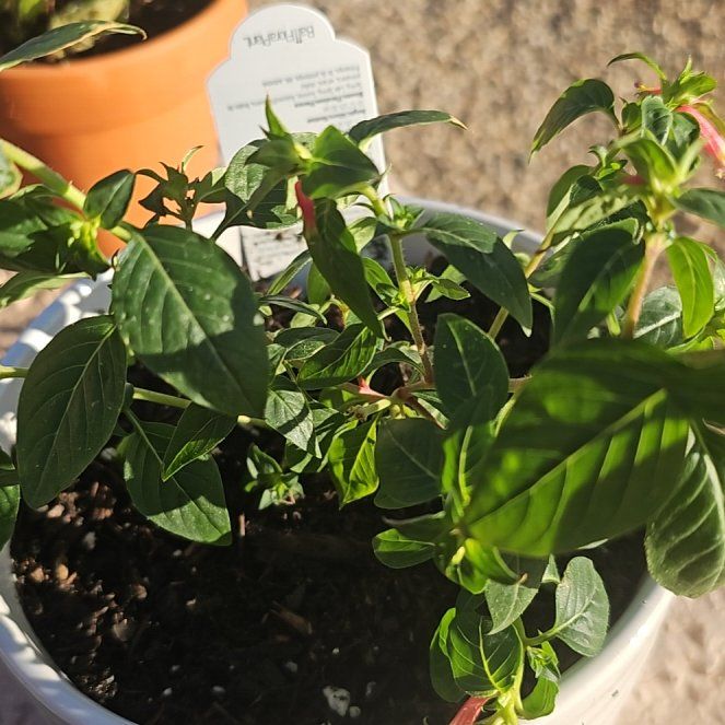 Photo of the plant species Cuphea Hybrid by @EmpoweredBroom named LiloStitch on Greg, the plant care app