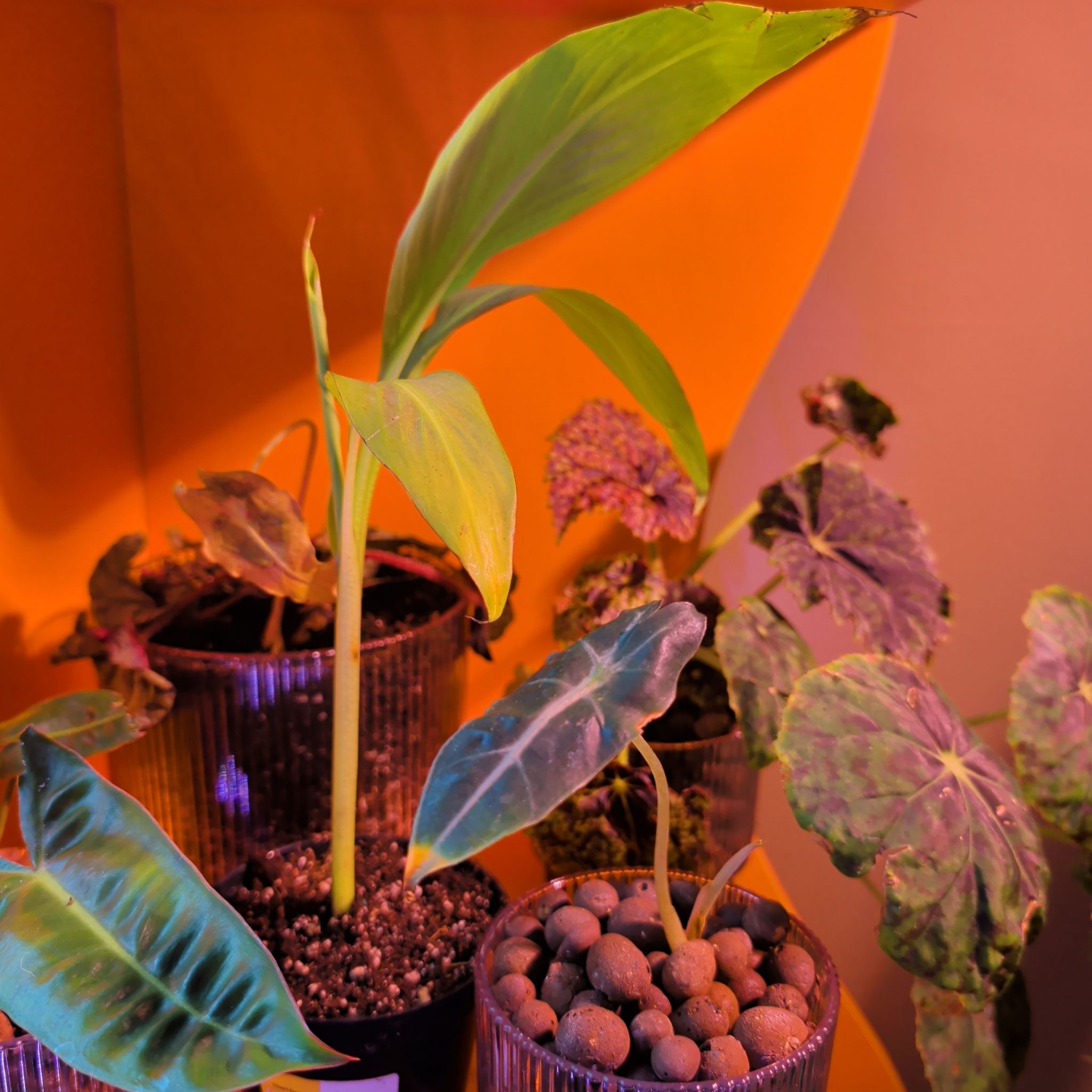 Photo of the plant species Siam Banana by @mdore1247 named Hemingway on Greg, the plant care app
