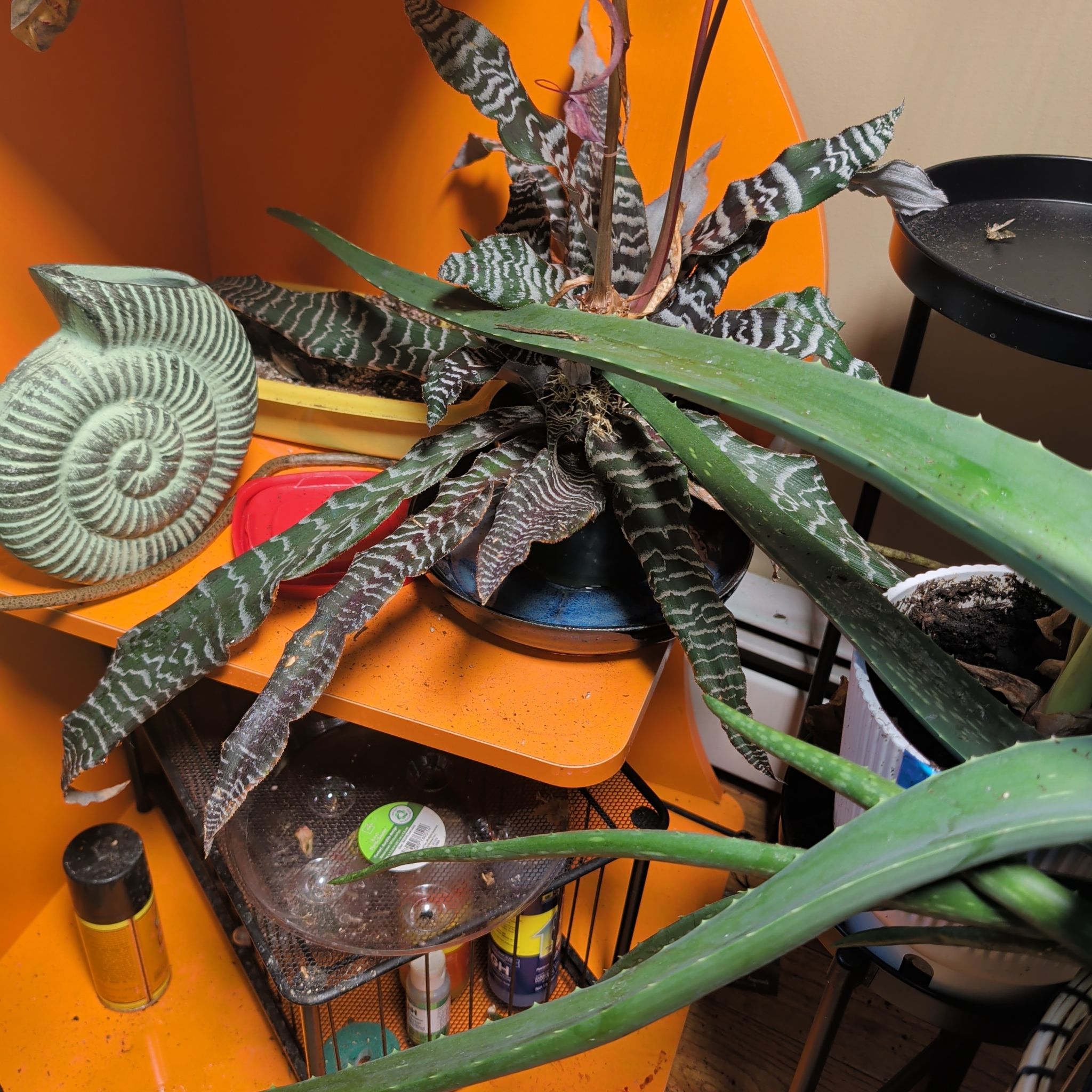 Photo of the plant species Bromeliad by @mdore1247 named McKinley on Greg, the plant care app
