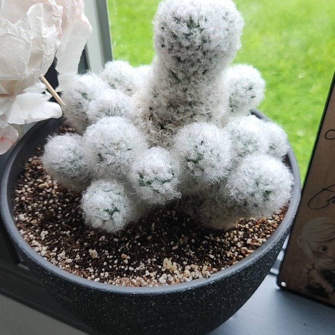 Photo of the plant species feather cactus by @mdore1247 named QUANDALE DINGLE on Greg, the plant care app