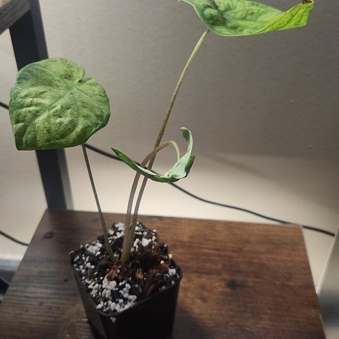 Photo of the plant species Angel Wings 'Candidum Junior' by @mdore1247 named Leaf Me Alone on Greg, the plant care app