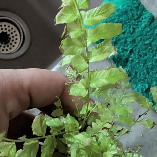 Photo of the plant species Tiger Fern by @mdore1247 named Kendall on Greg, the plant care app