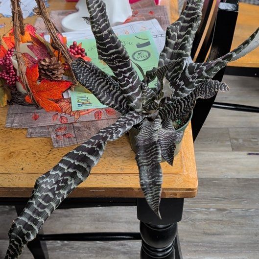 Photo of the plant species Bromeliad by @mdore1247 named McKinley on Greg, the plant care app