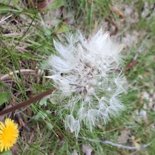 Photo of the plant species Rock Dandelion by @NewWhitestar22 named Doja Cat on Greg, the plant care app