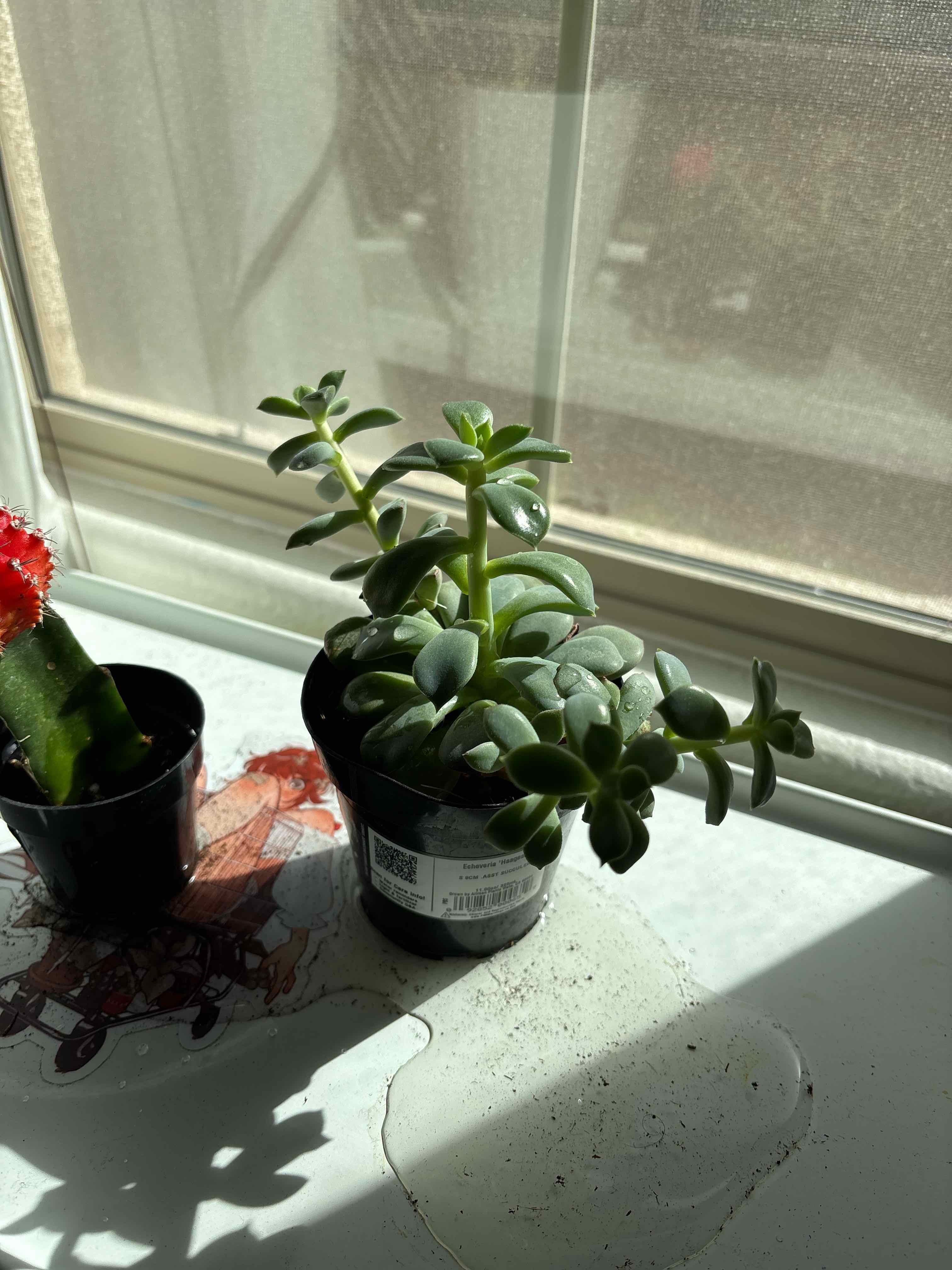Photo of the plant species Echeveria haageana by @HipStarburst77 named Delilah on Greg, the plant care app