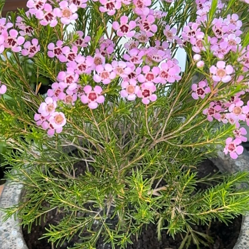 Photo of the plant species Geraldton Wax by @KeyEastercactus named Pax on Greg, the plant care app