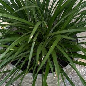 Photo of the plant species Dianella 'Little Jess' by @KeyEastercactus named Bella on Greg, the plant care app