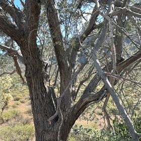 Photo of the plant species Western Honey Mesquite by @YardBiancini12 named Rihanna on Greg, the plant care app