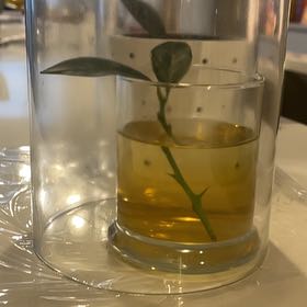 Photo of the plant species Bush Lemon by @ZingTimeout17 named Lima on Greg, the plant care app
