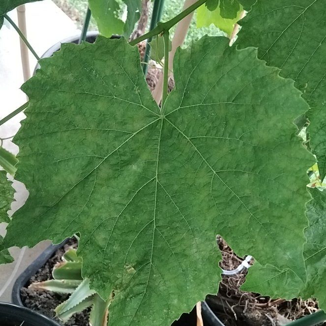 Photo of the plant species Himrod Grape by @GodlyHoyaburma named Marley on Greg, the plant care app