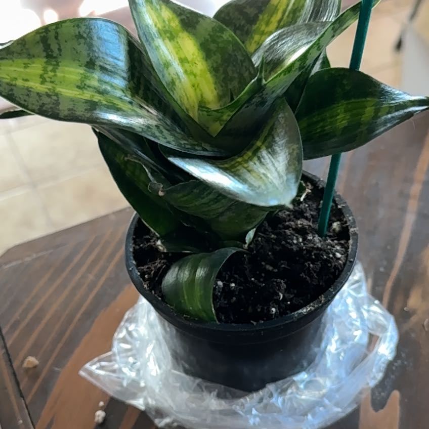 Photo of the plant species Tiger Star Snake Plant by @PrettyArecapalm named Leonardo on Greg, the plant care app