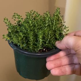 Photo of the plant species Sedum cauticola by @SirRedmint50 named Bigleef Smalls on Greg, the plant care app