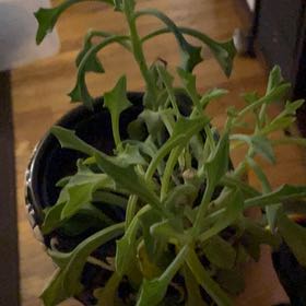 Photo of the plant species Spearhead by @SirRedmint50 named Figyonce on Greg, the plant care app