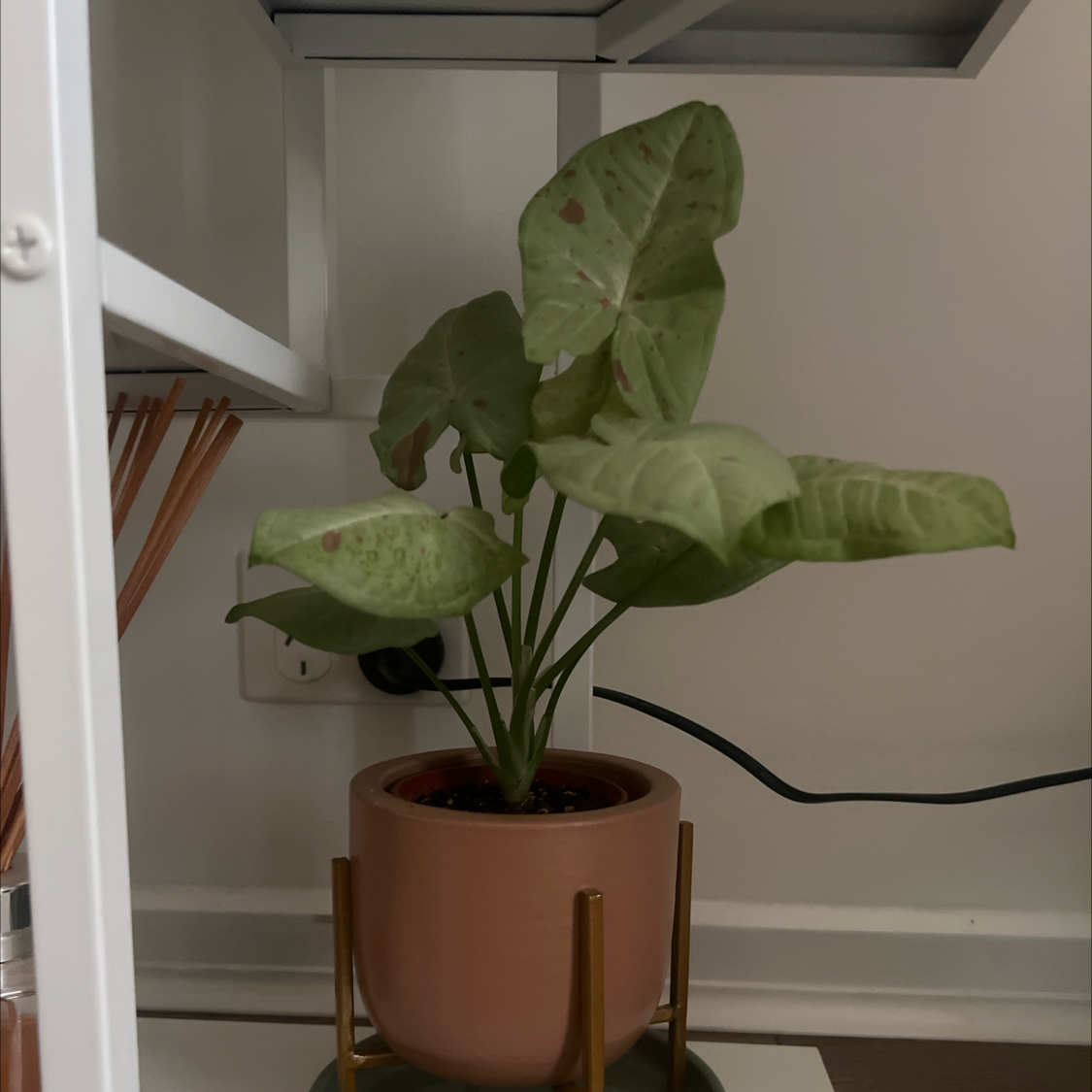 Photo of the plant species Confetti Arrowhead by @RegalScrubpine named Demi on Greg, the plant care app