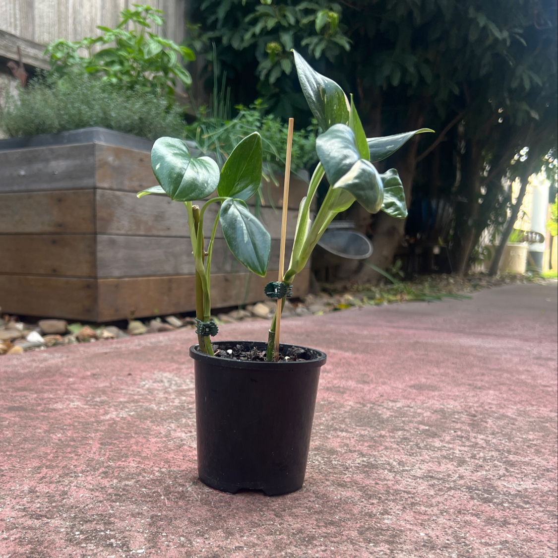 Photo of the plant species Monstera Standleyana 'Aurea Variegata' by @RegalScrubpine named Sproutacus on Greg, the plant care app