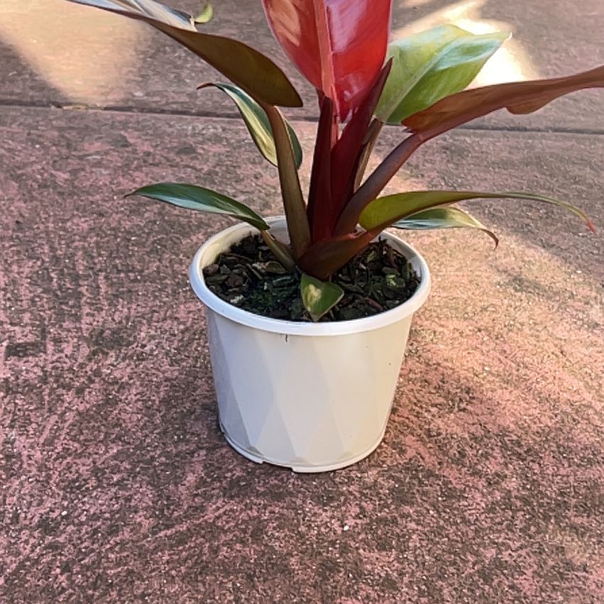 Photo of the plant species Philodendron 'Sun Red' by @RegalScrubpine named Sol on Greg, the plant care app