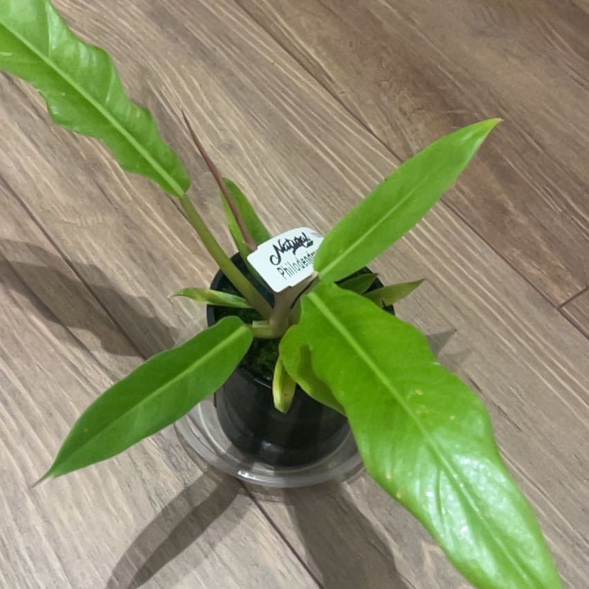 Photo of the plant species Philodendron Tiger Tooth by @RegalScrubpine named Captain Plant-it on Greg, the plant care app