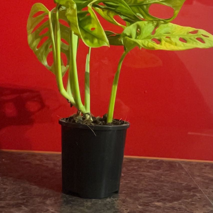 Photo of the plant species Monstera monkey leaf by @RegalScrubpine named Bubbles on Greg, the plant care app