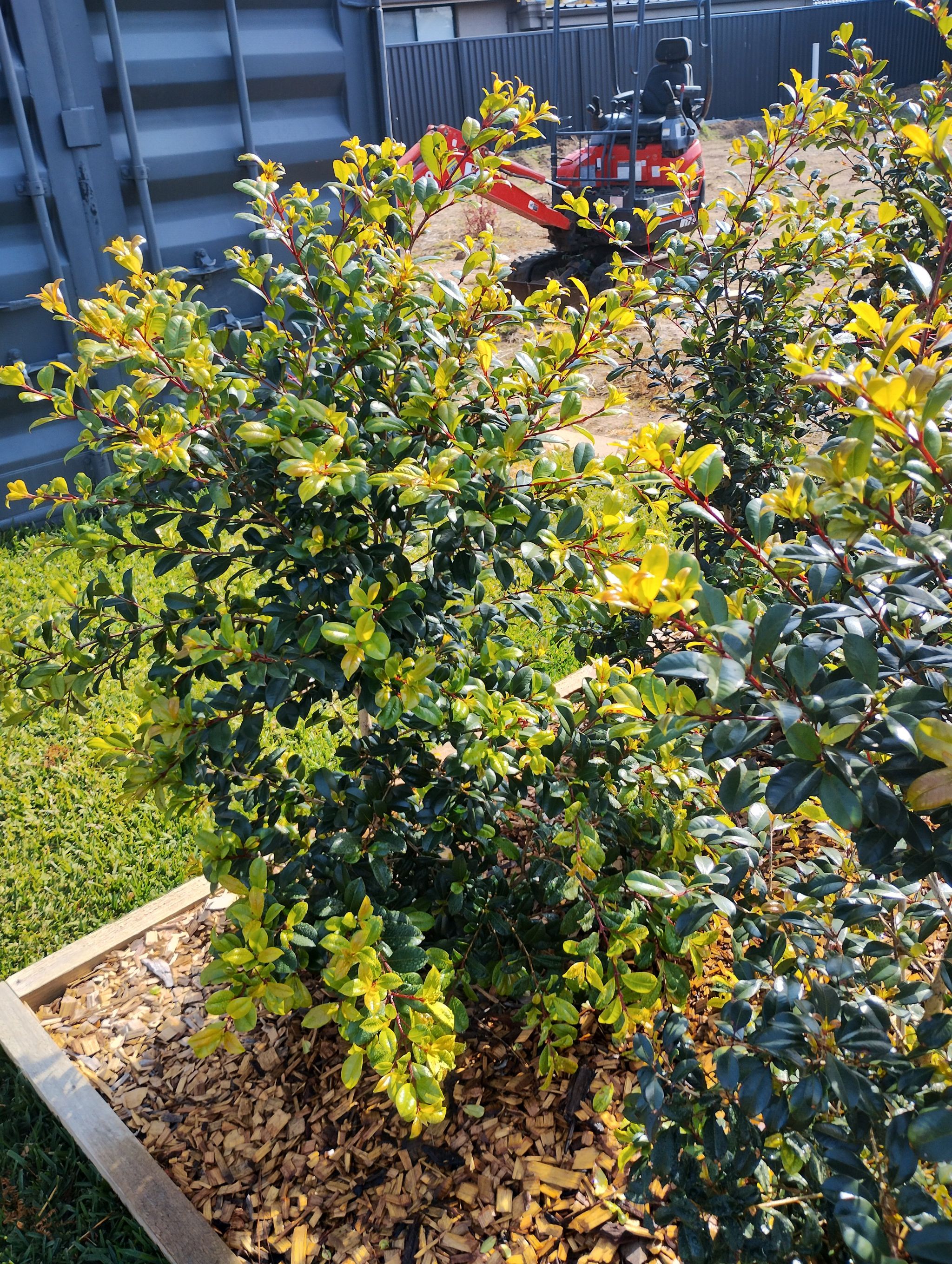 Photo of the plant species Syzygium by @ZingRoussea97 named Kylie on Greg, the plant care app