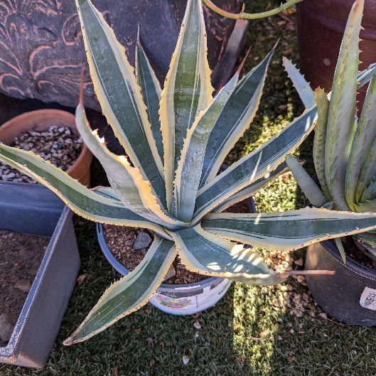 Photo of the plant species Variegated Century Plant by @ModestMachofern named Girlfrond on Greg, the plant care app