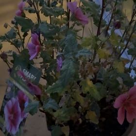 Photo of the plant species Cape Mallow by @HotCatpalm25 named Leonardo on Greg, the plant care app