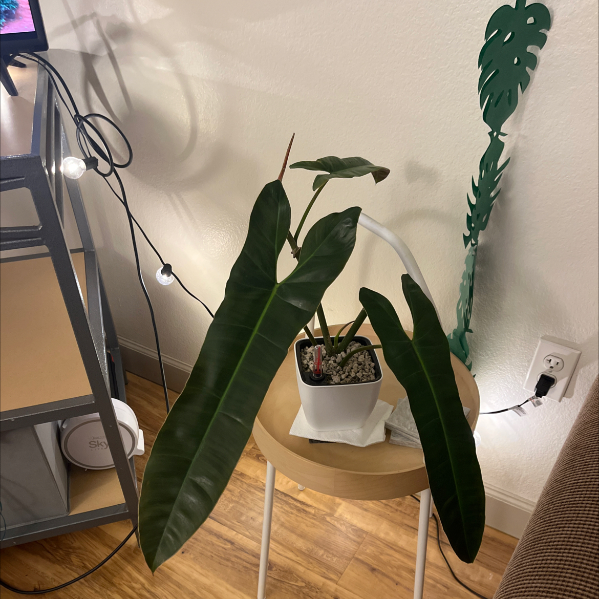 Photo of the plant species Philodendron billietiae atabapoense by @AwakeWaiuatua74 named Remington on Greg, the plant care app