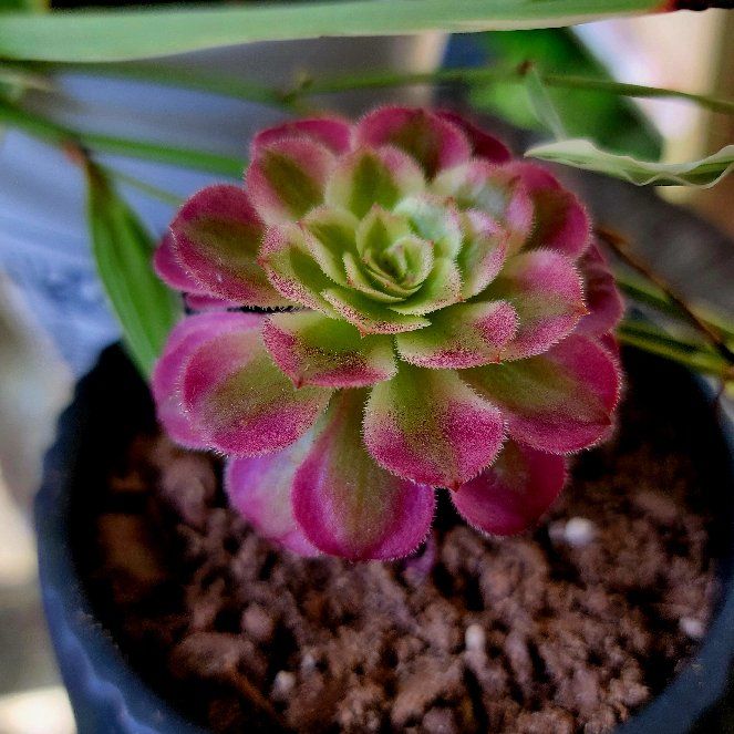 Photo of the plant species Aeonium 'Mardi Gras™' by @BucketBaBy named Orwell on Greg, the plant care app