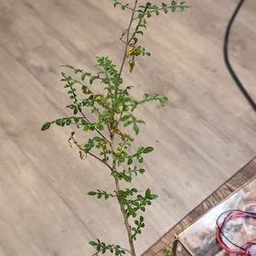 Photo of the plant species Pachypus by @SpecialChollipo named Aristotle on Greg, the plant care app
