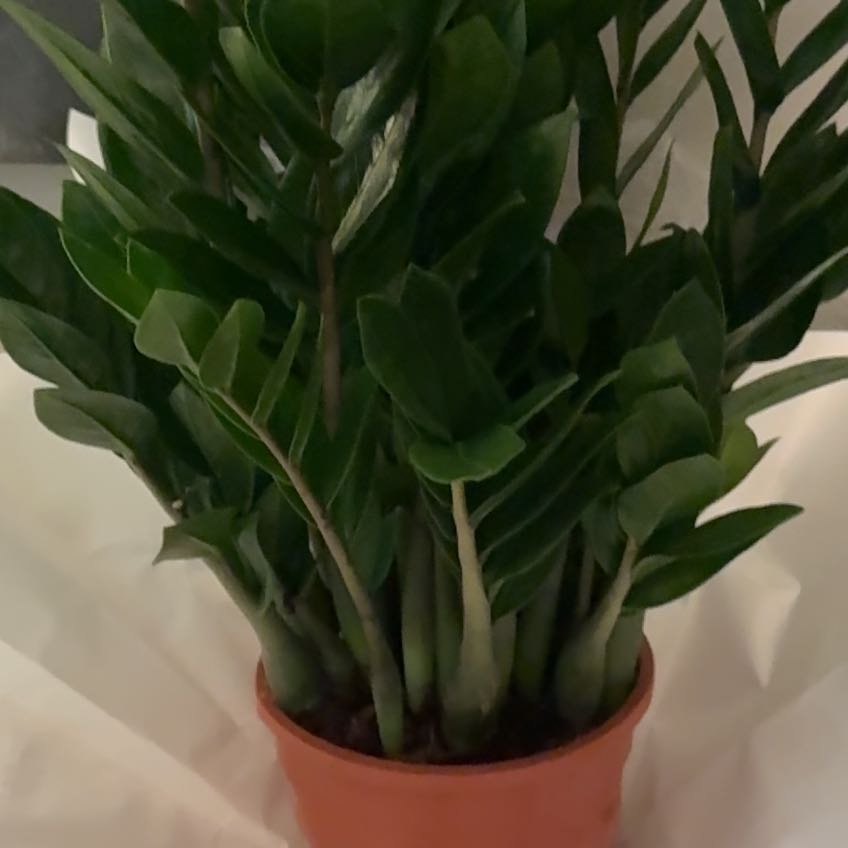 Photo of the plant species Zamicro ZZ Plant by @AstuteBlue named Baesil on Greg, the plant care app