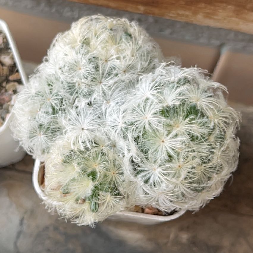 Photo of the plant species feather cactus by @BuffGreatlaurel named Keanu Leaves on Greg, the plant care app