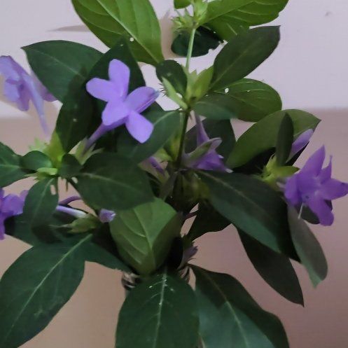 Photo of the plant species Philippine Violet by @YernMexicanyam named Tolkien on Greg, the plant care app