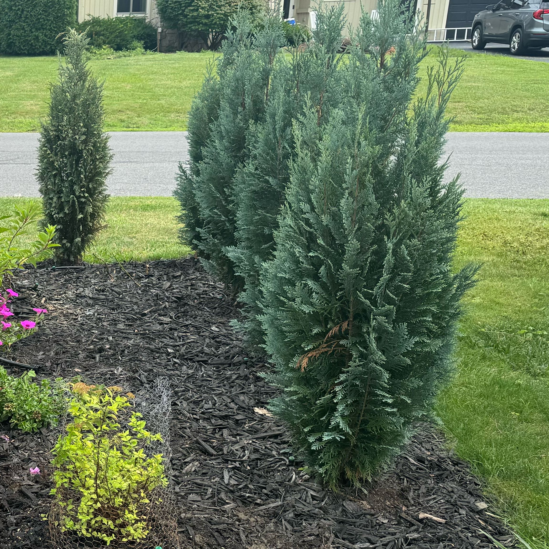 How to Care for Pinpoint® Blue False Cypress: Mastering Water, Sunlight ...