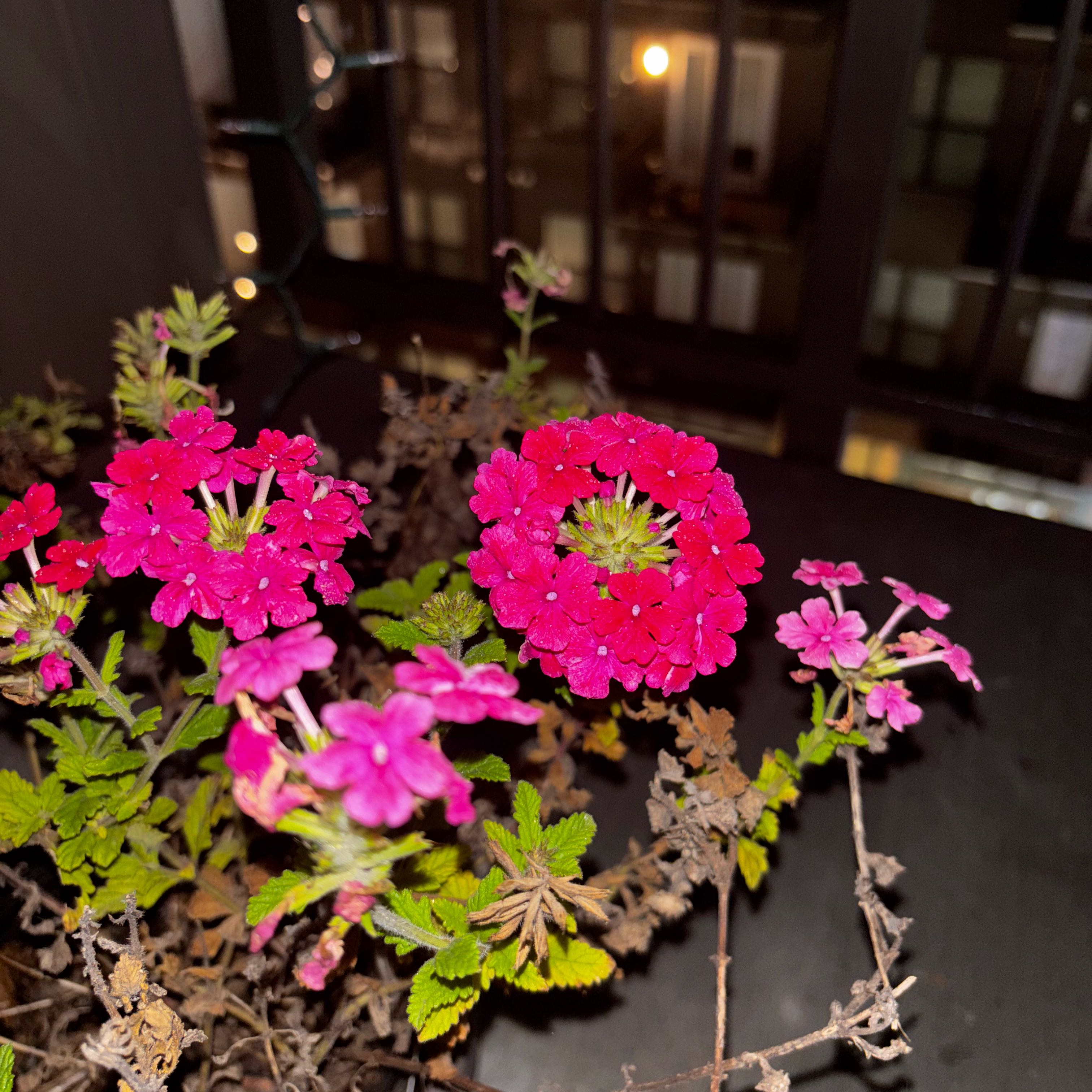 Photo of the plant species Hot Pink Vervain by @YiftLimefiddle named RoboBitch on Greg, the plant care app