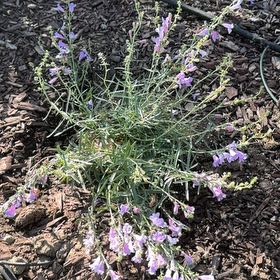 Photo of the plant species Purple Toadflax by @AbleBulbrugosum named Taylor Swift on Greg, the plant care app