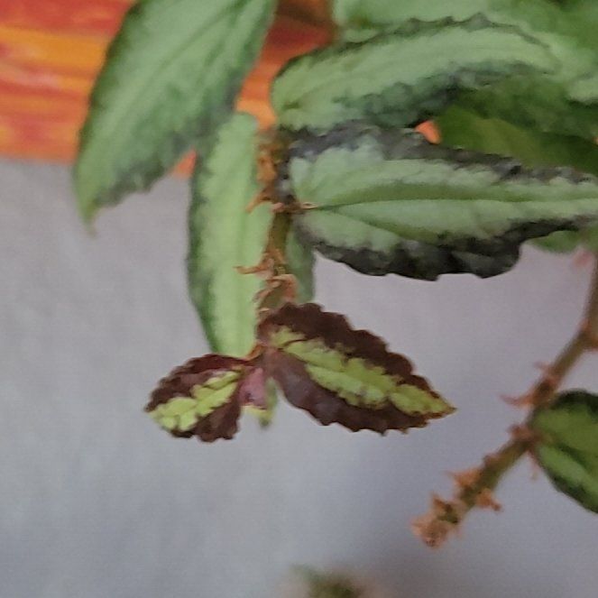 Photo of the plant species Pellionia by @EcstaticRuby named Sherlock on Greg, the plant care app