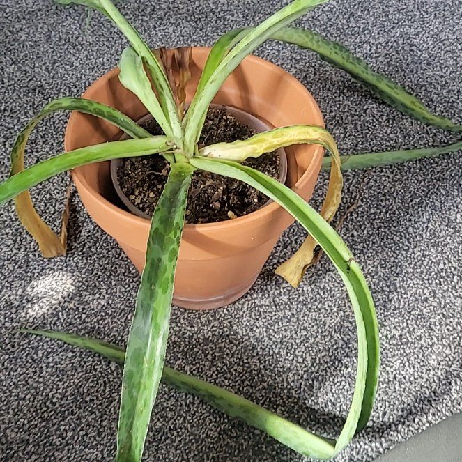 Photo of the plant species Texas tuberose by @EcstaticRuby named Orwell on Greg, the plant care app