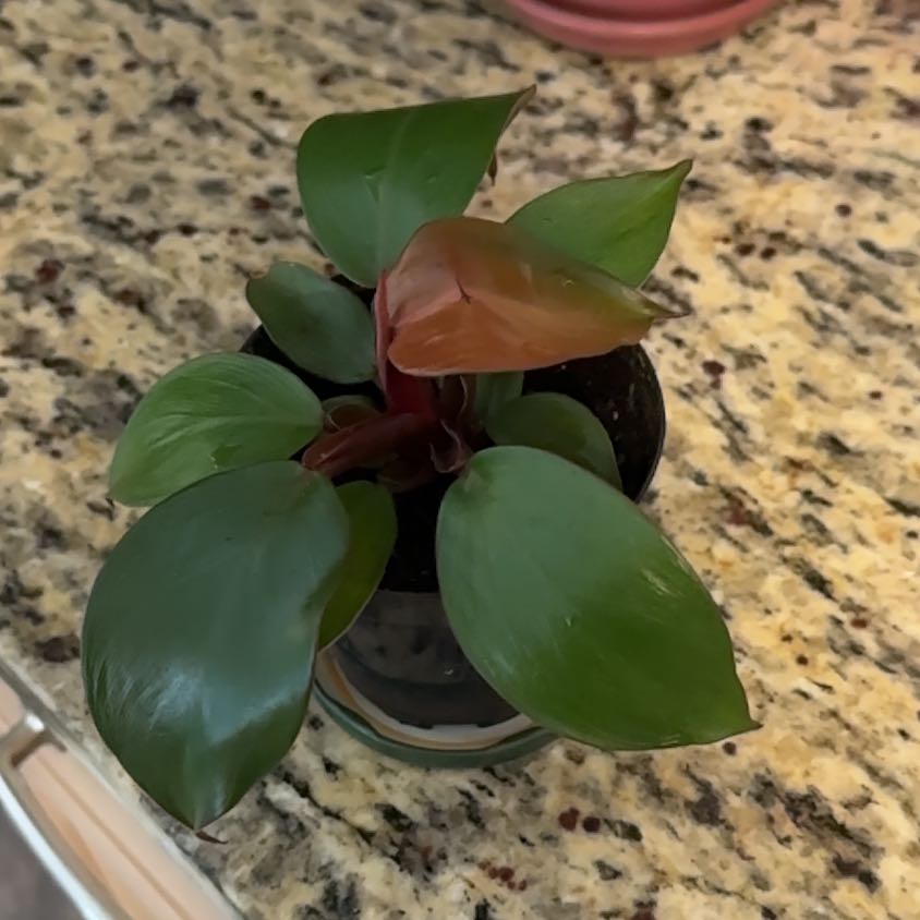 Photo of the plant species Cherry Red by @queenve named Blossom on Greg, the plant care app