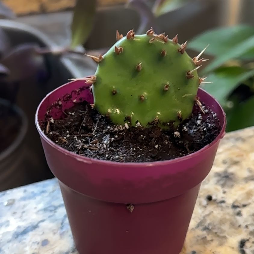 Photo of the plant species Eastern Prickly-Pear Cactus by @queenve named Espinoza on Greg, the plant care app