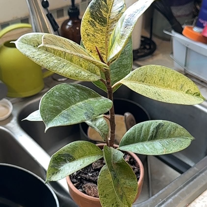 Photo of the plant species Ficus Shivereana by @queenve named Thotiana on Greg, the plant care app