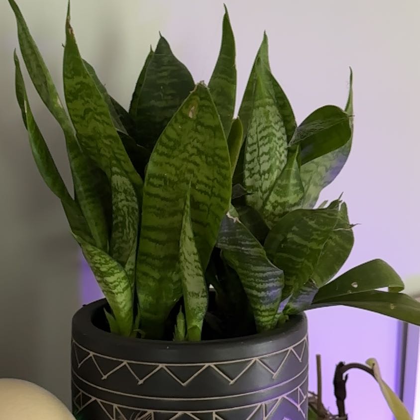 Photo of the plant species Sansevieria zeylanica by @queenve named Rude Bitch on Greg, the plant care app
