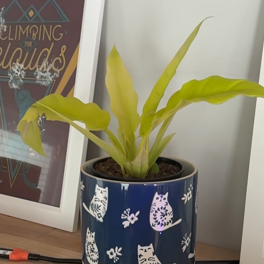 Photo of the plant species Philodendron golden crocodile by @queenve named Doechii on Greg, the plant care app