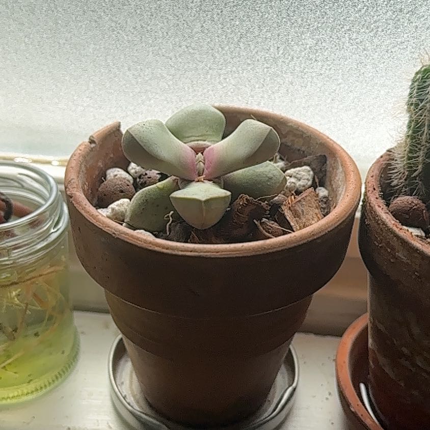 Photo of the plant species Karoo Rose by @queenve named Rose Something on Greg, the plant care app