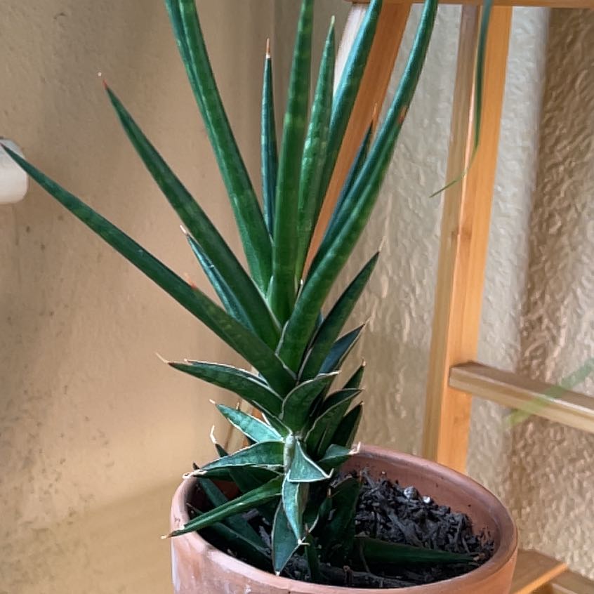 Photo of the plant species Sansaveria francisii by @BigArizonahops named Spike Leaves on Greg, the plant care app