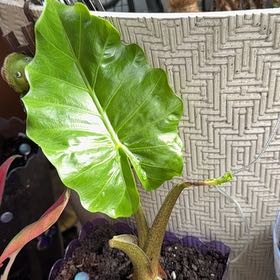 Photo of the plant species elepant ears by @AdonicWatermint named Delilah on Greg, the plant care app