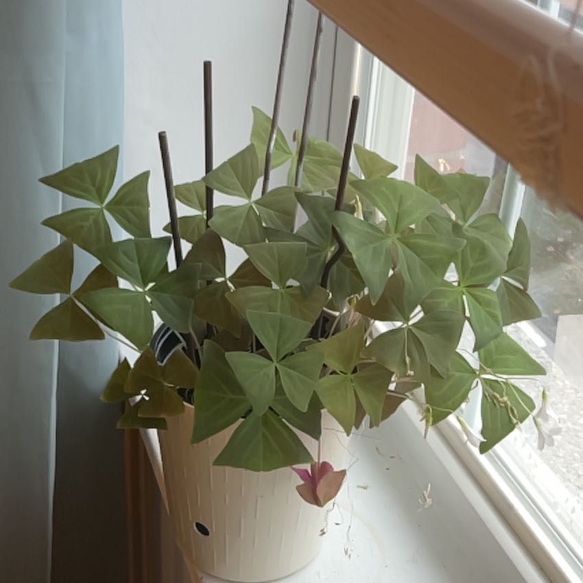 Photo of the plant species False Shamrock 'Mijke' by @SelectOrrisroot named Planty on Greg, the plant care app