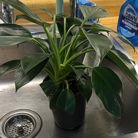 Photo of the plant species Philodendron Hybrid by @FaultlessKonjac named Hamilton on Greg, the plant care app